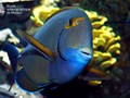 Acanthurus blochi