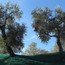 The Olive Oil Route in Liguria