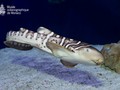 Zebra Hai