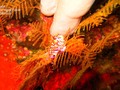 Nudibranchi Cuthona sibogae