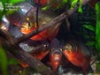 Piranhas