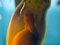 Embryo