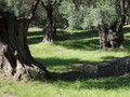 Jahrhundertealte Olivenbäume, Kredit Judit Neuberger