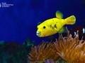 Arothron nigropunctatus (Ballon Fish)