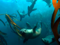Seelöwe, Kelp, Qualle