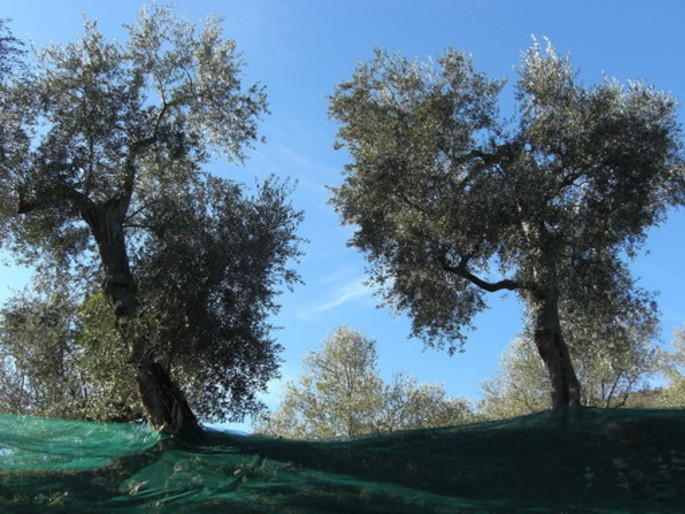 L’uriveu, чудная прогулка по оливковым рощам