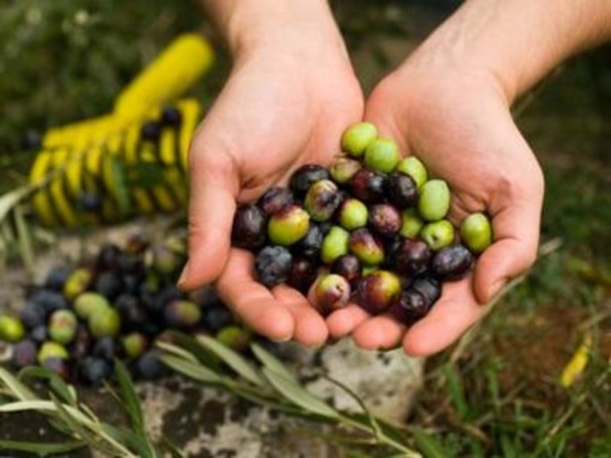 Olioliva weckt Interesse über die Grenzen hinaus