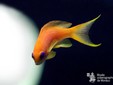 pseudanthias_squamipinnis