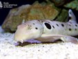 sculpin shark