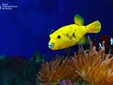 Arothron nigropunctatus (Ballon Fish)