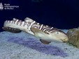 zebra shark