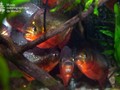 Piranhas