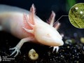 Axolots Eier Legen