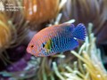 Centropyge potteri
