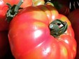 Cerrato d’Asti  tomato