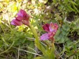 Butterfly orchid, credits Facebook site