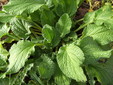 Borago officinalis, Kredit Victor M. Vicente Selvas