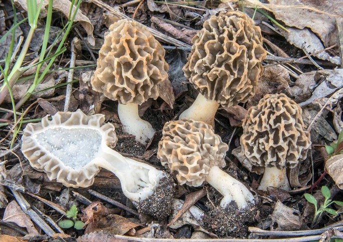 A mushrooms and herbs exhibition in Ceva