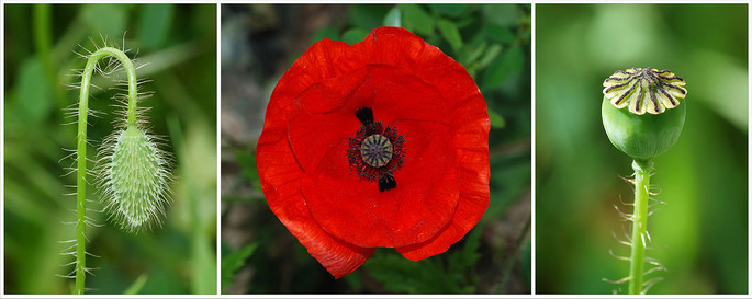 Papaver, credit Alvesgaspar