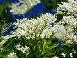 Elderflowers, credit Pixabay