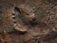 Toirano prehistoric footprint