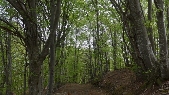 Valle Vermenagna bassavalle