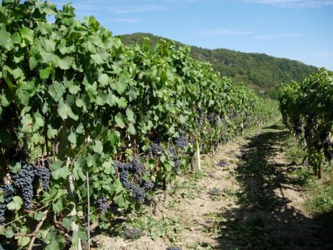 Pornassio's Festa dell'Uva: a feast of Ormeasco wine and delicious local food