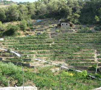 More prestigious vineyards to come in Liguria