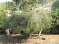 Villa Serena Melaleuca alternifolia,Kredit Facebook Seite