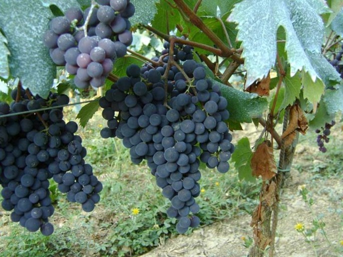 Ormeasco di Pornassio:ein DOC Berg Wein von Ligurien