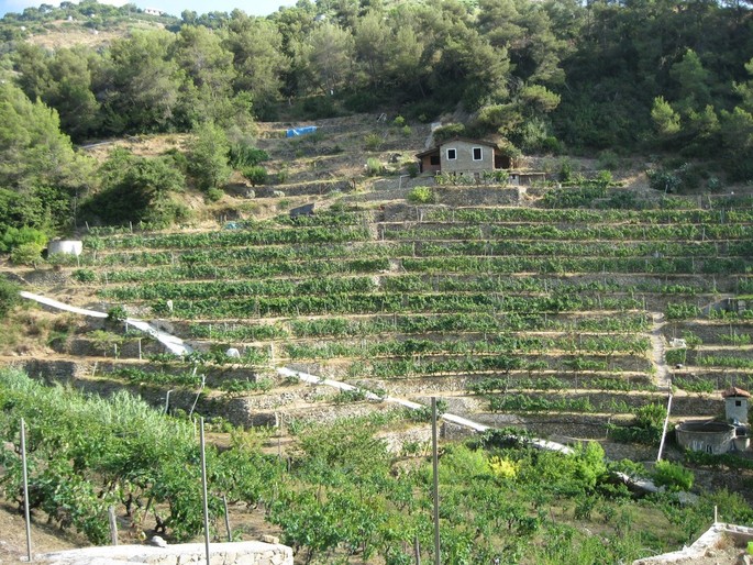 More prestigious vineyards to come in Liguria