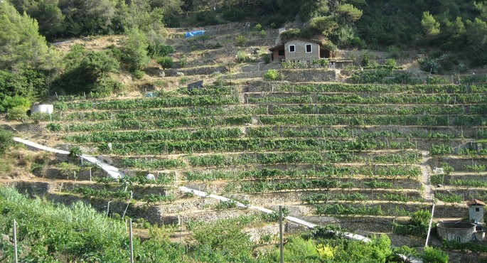 More prestigious vineyards to come in Liguria